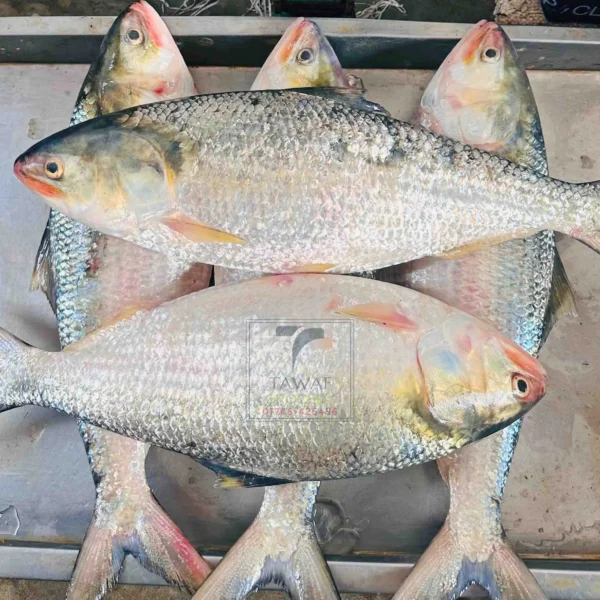 Rupali Ilish – 1200-1300 Gram Size ( রূপালী ইলিশ – ১২০০-১৩০০ গ্রাম সাইজ )