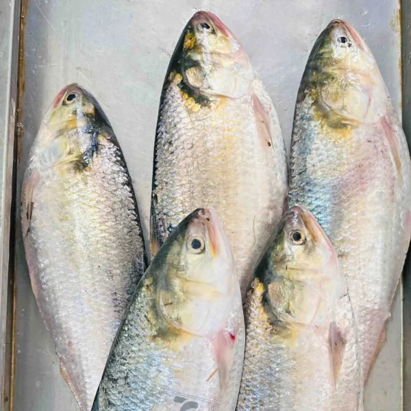 Rupali Ilish – 1300-1400 Gram Size ( রূপালী ইলিশ – ১৩০০-১৪০০ গ্রাম সাইজ )