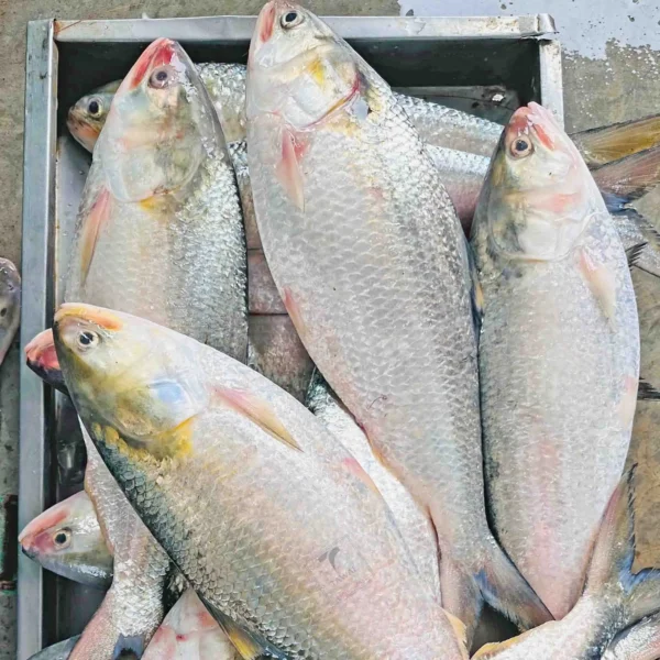 Rupali Ilish – 1400-1500 Gram Size ( রূপালী ইলিশ – ১৪০০-১৫০০ গ্রাম সাইজ )