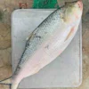 Rupali Ilish – 1800-2000 Gram Size ( রূপালী ইলিশ – ১৮০০-২০০০ গ্রাম সাইজ ) - Image 2