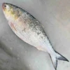 Rupali Ilish – 1800-2000 Gram Size ( রূপালী ইলিশ – ১৮০০-২০০০ গ্রাম সাইজ )