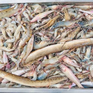 River Baim Fish ( নদীর বাইম/বাইন মাছ )