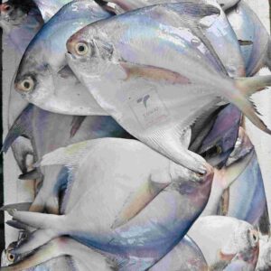 Rupchanda Fish ( রূপচাঁদা মাছ – ৮-১০ পিছে কেজি সাইজ )
