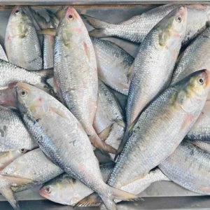 Rupali Ilish – 200-250 Gram Size ( রূপালী ইলিশ – ২০০-২৫০ গ্রাম সাইজ )
