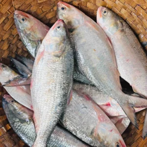 Rupali Ilish – 500-600 Gram Size ( রূপালী ইলিশ – ৫০০-৬০০ গ্রাম সাইজ )