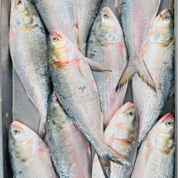 Rupali Ilish – 600-700 Gram Size ( রূপালী ইলিশ – ৬০০-৭০০ গ্রাম সাইজ )