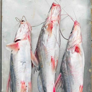 River Koral Fish – 8-10 KG Size ( নদীর কোরাল মাছ – ৮-১০ কেজি সাইজ )