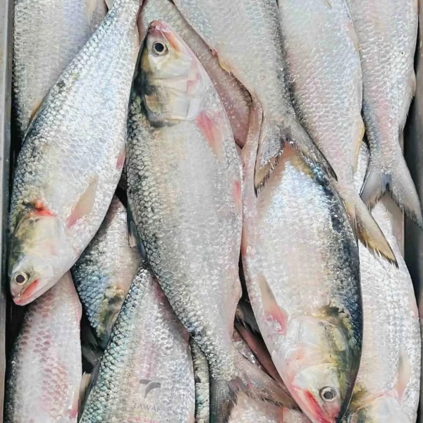 Rupali Ilish – 700-800 Gram Size ( রূপালী ইলিশ – ৭০০-৮০০ গ্রাম সাইজ )