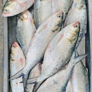 Rupali Ilish – 800-900 Gram Size ( রূপালী ইলিশ – ৮০০-৯০০ গ্রাম সাইজ )