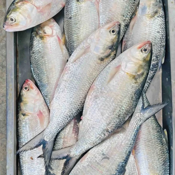 Rupali Ilish – 800-900 Gram Size ( রূপালী ইলিশ – ৮০০-৯০০ গ্রাম সাইজ )