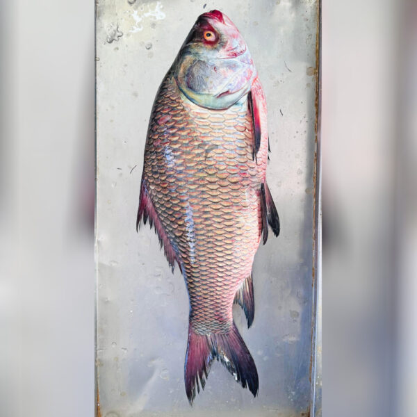 River Catla/Katol Fish – 4-6 KG Size ( নদীর কাতলা/কাতল মাছ – ৪-৬ কেজি সাইজ )