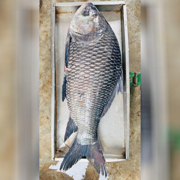 River Catla/Katol Fish – 8-10 KG Size ( নদীর কাতলা/কাতল মাছ – ৮-১০ কেজি সাইজ )