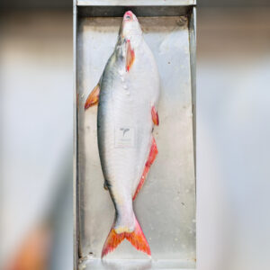 River Pangas Fish – 4-6 KG Size ( নদীর পাঙ্গাস মাছ – ৪-৬ কেজি সাইজ )
