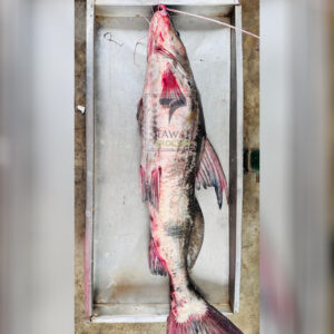 River Ayer Fish – 8-10 KG Size ( নদীর আইড় মাছ – ৮-১০ কেজি সাইজ )