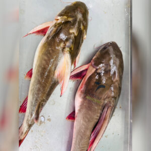 River Rita Fish – 1200-1500 Gram Size ( নদীর রিটা মাছ – ১২০০-১৫০০ গ্রাম সাইজ )