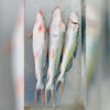 River Ayer Fish – 4-6 KG Size ( নদীর আইড় মাছ – ৪-৬ কেজি সাইজ ) - Image 2