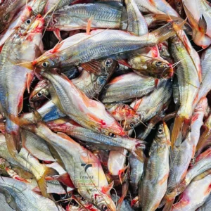River Gulsha Fish ( নদীর গুলশা মাছ )