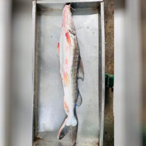 River Ayer Fish – 6-8 KG Size ( নদীর আইড় মাছ – ৬-৮ কেজি সাইজ )