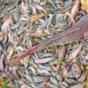 River Fresh Mix Fish ( নদীর ফ্রেশ মিক্স মাছ ) - Image 2