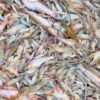 River Fresh Mix Fish ( নদীর ফ্রেশ মিক্স মাছ ) - Image 3