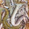 River Fresh Mix Fish ( নদীর ফ্রেশ মিক্স মাছ )