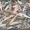 River Fresh Mix Fish ( নদীর ফ্রেশ মিক্স মাছ ) - Image 4