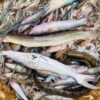 River Fresh Mix Fish ( নদীর ফ্রেশ মিক্স মাছ ) - Image 5