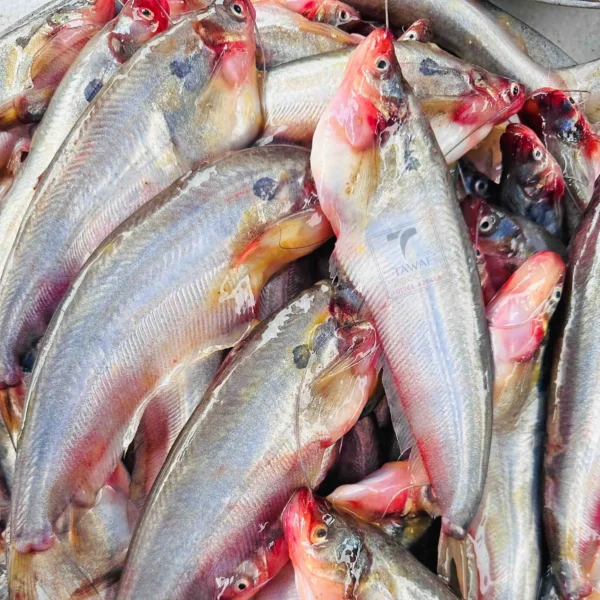 River Pabda Fish ( নদীর পাবদা মাছ )