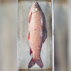 River Rui Fish – 4-6 KG Size ( নদীর রুই মাছ – ৪-৬ কেজি সাইজ )